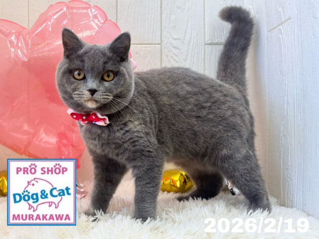 広島県のブリティッシュショートヘアー (アミーゴ大町店/2025年8月18日生まれ/女の子/ブルークリーム)の子猫の1枚目の画像