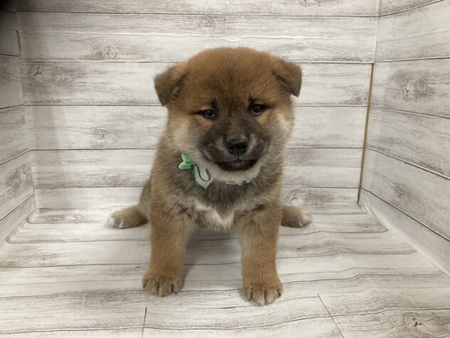 福島県の柴犬(標準サイズ) (アミーゴ小名浜店/2025年11月16日生まれ/男の子/赤)の子犬