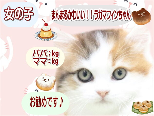 大阪府のラガマフィン (アミーゴ鳳店/2025年11月23日生まれ/女の子/ブラウンパッチドタビーホワイト)の子猫の1枚目の画像