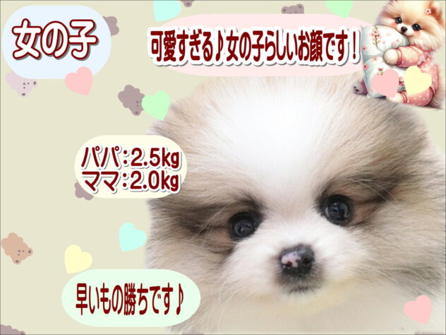 大阪府のポメラニアン (アミーゴ鳳店/2025年11月24日生まれ/女の子/パーティーカラー)の子犬