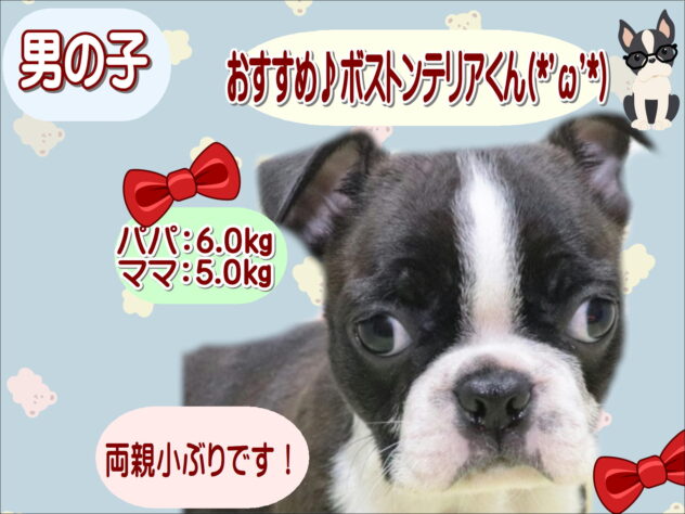 大阪府のボストンテリア (アミーゴ鳳店/2025年11月27日生まれ/男の子/ボストンカラー)の子犬