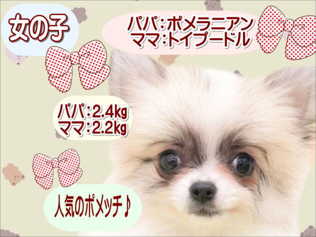 大阪府のハーフ犬・ミックス犬 (アミーゴ鳳店/2025年11月3日生まれ/女の子/ホワイトクリーム)の子犬の1枚目の画像