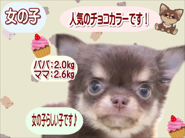 大阪府のチワワ(ロング) (アミーゴ鳳店/2025年11月10日生まれ/女の子/チョコレートタンホワイト)の子犬の1枚目の画像