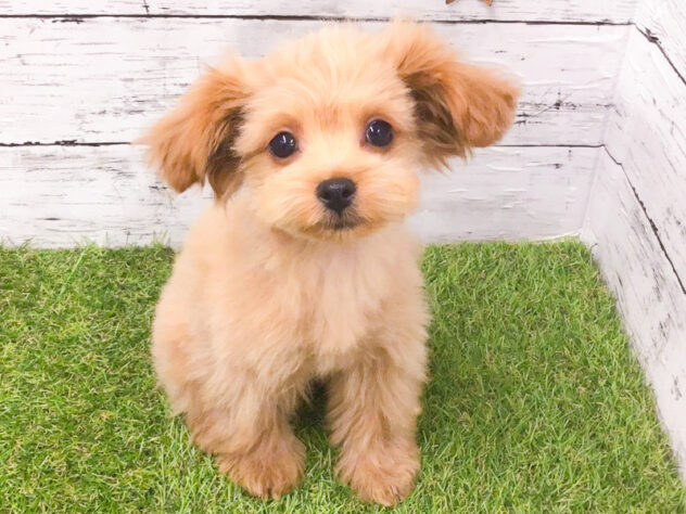 愛知県のハーフ犬・ミックス犬 (アミーゴ知立店/2025年10月17日生まれ/女の子/02 レッド系)の子犬の4枚目の画像