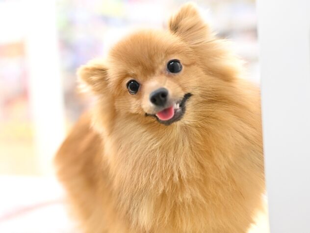 岡山県のポメラニアン (アミーゴ中庄店/2025年4月15日生まれ/女の子/ウルフセーブル)の子犬の2枚目の画像