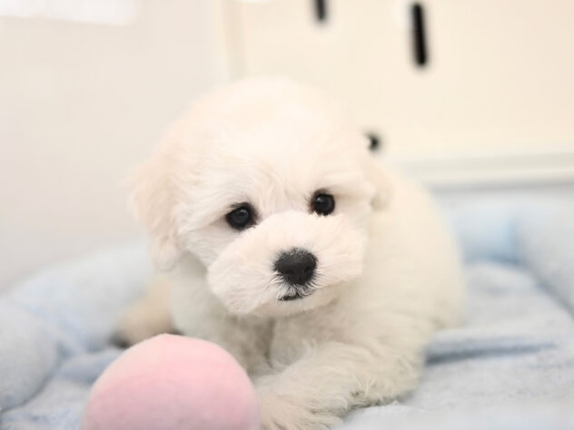 岡山県のビションフリーゼ (アミーゴ中庄店/2025年11月8日生まれ/男の子/クリームホワイト)の子犬の2枚目の画像