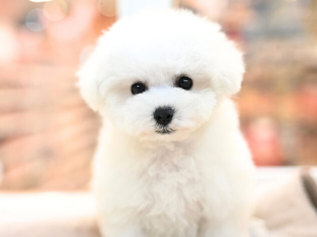 岡山県のビションフリーゼ (アミーゴ大安寺店/2025年11月8日生まれ/女の子/ホワイト)の子犬の2枚目の画像