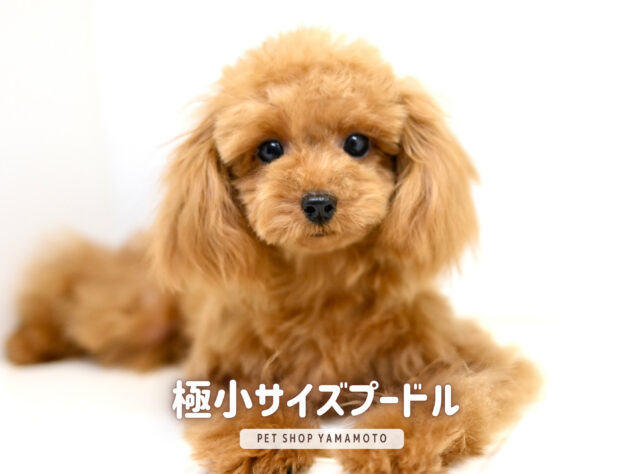 岡山県のトイプードル(トイ) (アミーゴ大安寺店/2025年6月4日生まれ/女の子/オレンジフォーン)の子犬の2枚目の画像