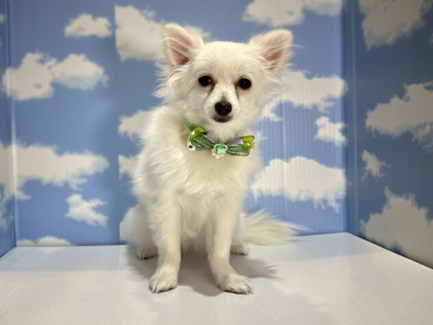 山形県のハーフ犬・ミックス犬 (アミーゴ山形南店/2025年8月16日生まれ/男の子/クリーム)の子犬