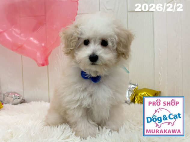 広島県のトイプードル(トイ) (アミーゴ大町店/2025年11月9日生まれ/男の子/ペールフォーン)の子犬