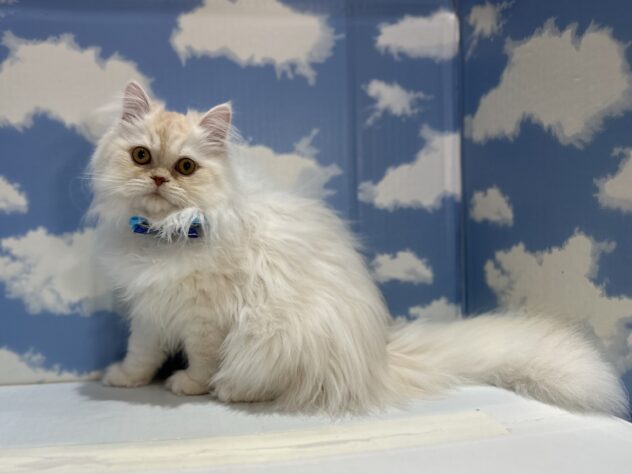 山形県のミヌエット (アミーゴ山形南店/2025年7月28日生まれ/男の子/カメオホワイト)の子猫の3枚目の画像