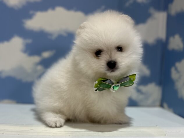 山形県のポメラニアン (アミーゴ山形南店/2025年11月10日生まれ/男の子/ホワイト)の子犬の1枚目の画像