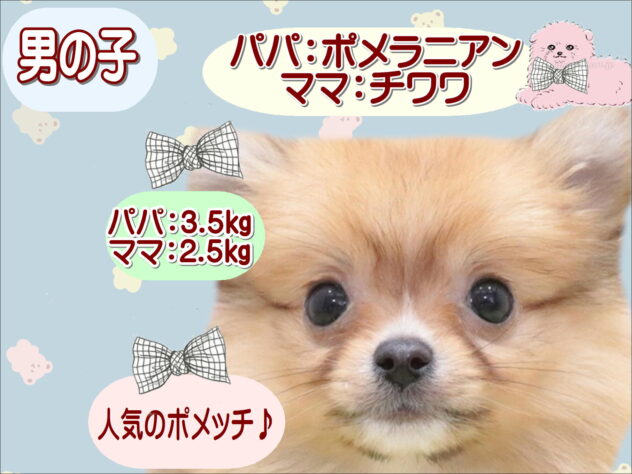 大阪府のハーフ犬・ミックス犬 (アミーゴ鳳店/2025年12月1日生まれ/男の子/フォーン)の子犬の1枚目の画像