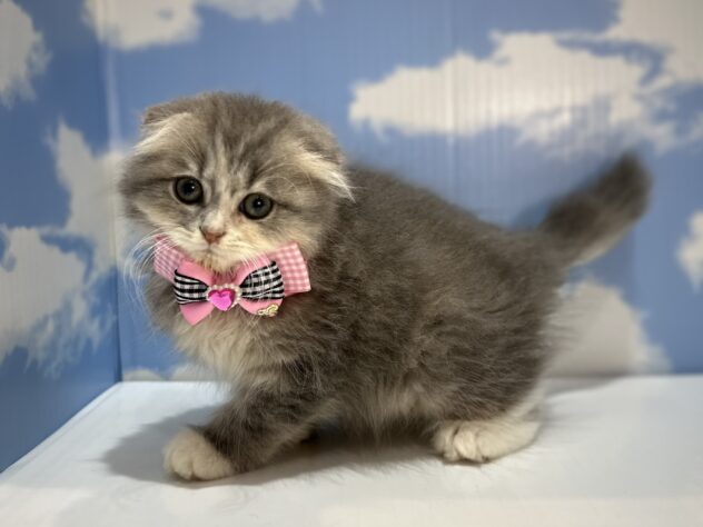 山形県のスコティッシュフォールド (アミーゴ山形南店/2025年11月1日生まれ/女の子/ブルーパッチドタビーホワイト)の子猫の2枚目の画像