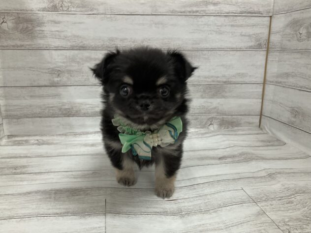 福島県のチワワ(ロング) (アミーゴ小名浜店/2026年11月11日生まれ/男の子/ブラックタン)の子犬