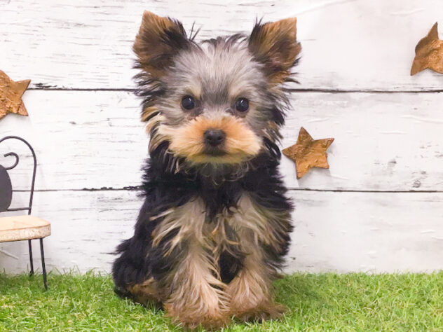 愛知県のヨークシャーテリア (アミーゴ知立店/2025年11月5日生まれ/女の子/スチールブルータン)の子犬