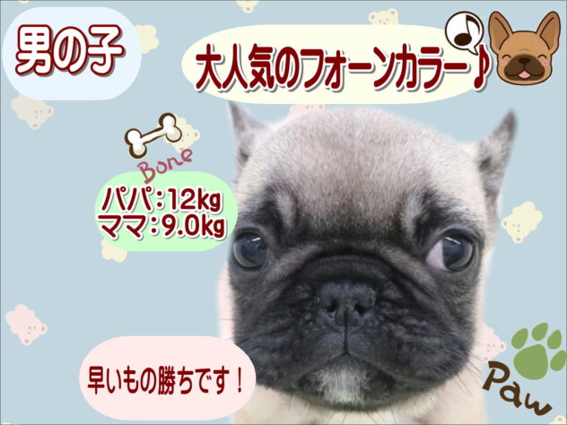 大阪府のフレンチブルドッグ (アミーゴ鳳店/2025年11月13日生まれ/男の子/フォーン)の子犬