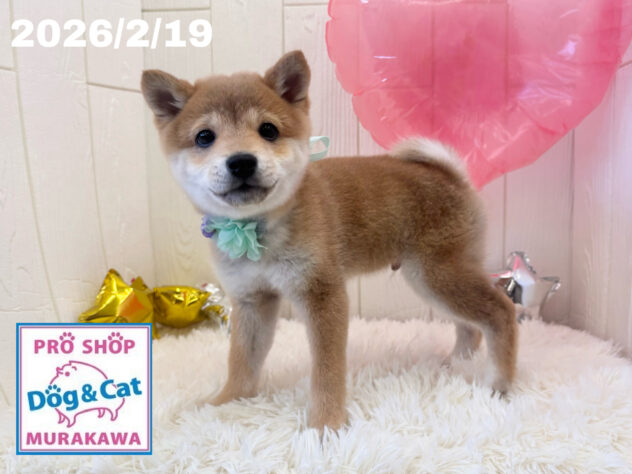 広島県の豆柴 (アミーゴ大町店/2025年11月12日生まれ/男の子/赤)の子犬