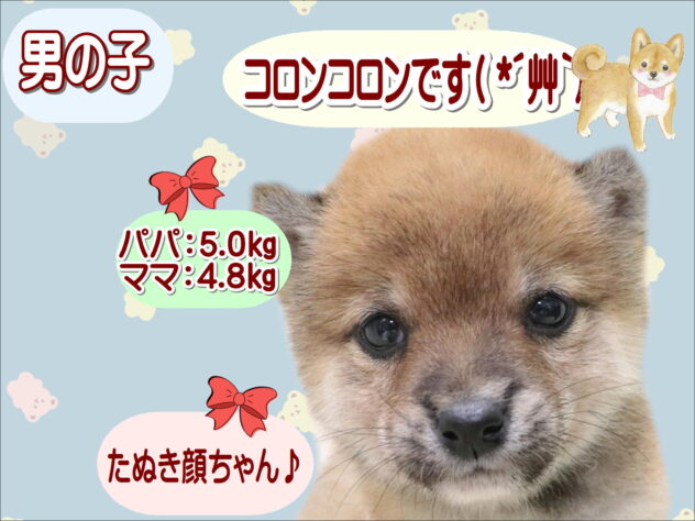 大阪府の豆柴 (アミーゴ鳳店/2025年11月10日生まれ/男の子/赤)の子犬