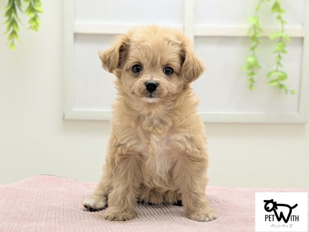 福島県のハーフ犬・ミックス犬 (アミーゴ会津若松店/2025年11月30日生まれ/女の子/レッド)の子犬の1枚目の画像