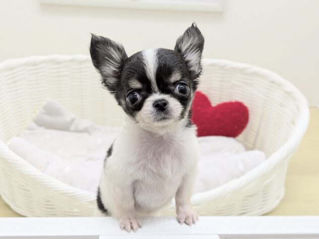 福島県のチワワ(ロング) (アミーゴ会津若松店/2025年11月4日生まれ/女の子/ブラックタンホワイト)の子犬の2枚目の画像