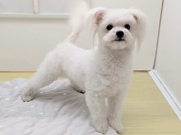 福島県のハーフ犬・ミックス犬 (アミーゴ会津若松店/2025年4月6日生まれ/男の子/06 ホワイト系)の子犬の2枚目の画像