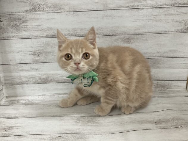 福島県のエキゾチック (アミーゴ小名浜店/2025年10月16日生まれ/男の子/クリームタビー)の子猫