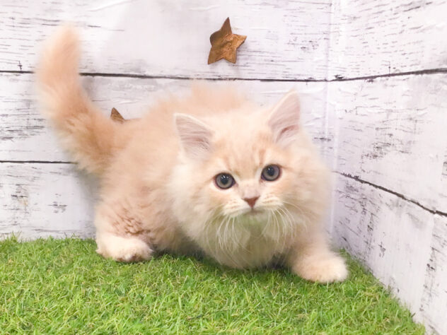 愛知県のスコティッシュフォールド (アミーゴ知立店/2025年10月31日生まれ/男の子/クリームタビーホワイト)の子猫の3枚目の画像