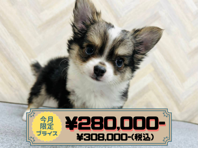 岡山県のチワワ(ロング) (アミーゴ水島店/2025年11月12日生まれ/男の子/セーブルホワイト)の子犬の1枚目の画像