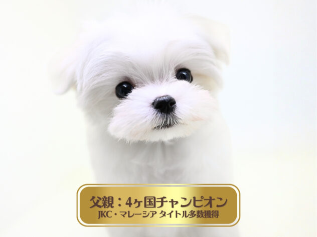 岡山県のマルチーズ (アミーゴ大安寺店/2025年10月14日生まれ/男の子/ホワイト)の子犬の2枚目の画像