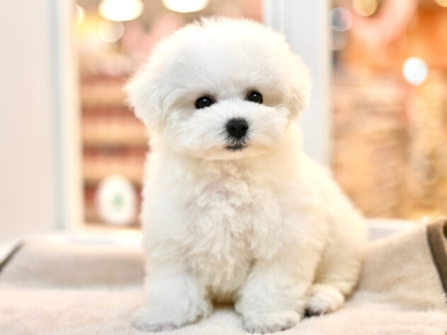 岡山県のビションフリーゼ (アミーゴ大安寺店/2025年11月8日生まれ/女の子/ホワイト)の子犬の3枚目の画像