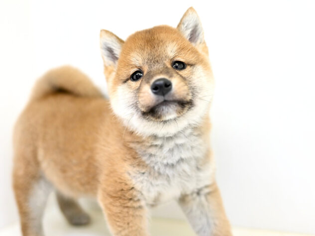 岡山県の豆柴 (アミーゴ大安寺店/2025年11月17日生まれ/男の子/赤)の子犬の3枚目の画像