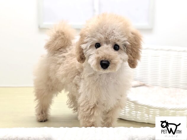 福島県のトイプードル(トイ) (アミーゴ会津若松店/2025年10月14日生まれ/女の子/アプリコット)の子犬