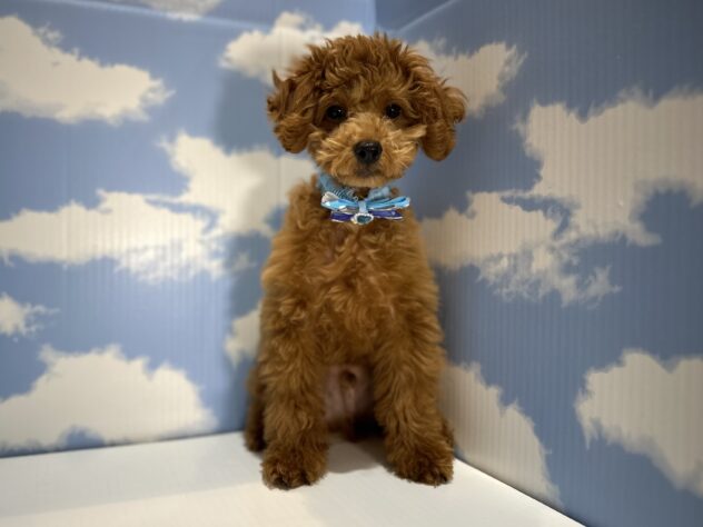 山形県のトイプードル(トイ) (アミーゴ山形南店/2025年10月4日生まれ/男の子/レッド)の子犬