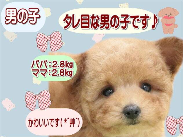 大阪府のトイプードル(トイ) (アミーゴ鳳店/2025年11月13日生まれ/男の子/レッド)の子犬