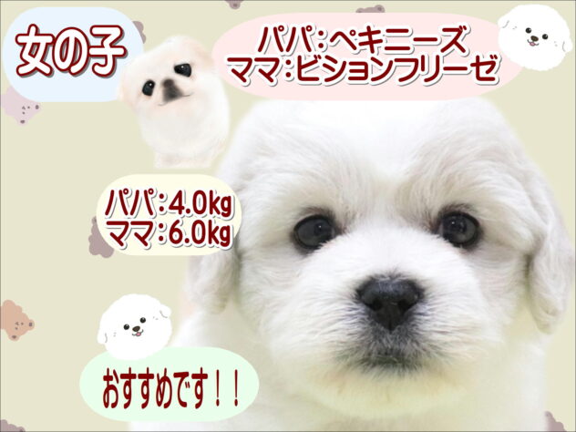 大阪府のハーフ犬・ミックス犬 (アミーゴ鳳店/2025年11月23日生まれ/女の子/ホワイトクリーム)の子犬の1枚目の画像