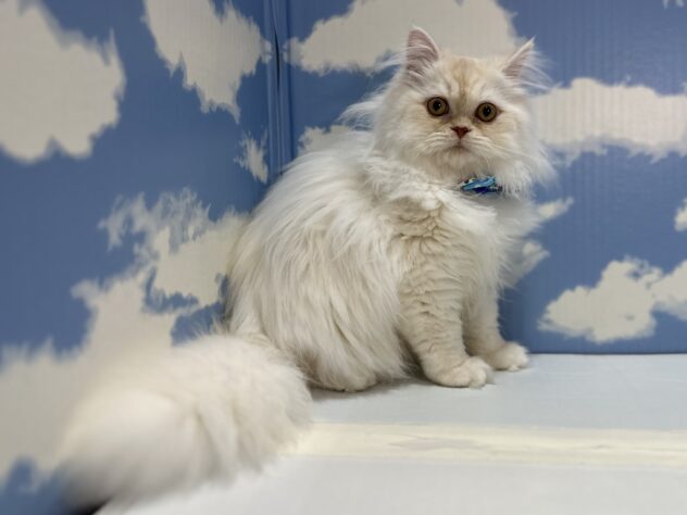 山形県のミヌエット (アミーゴ山形南店/2025年7月28日生まれ/男の子/カメオホワイト)の子猫の2枚目の画像