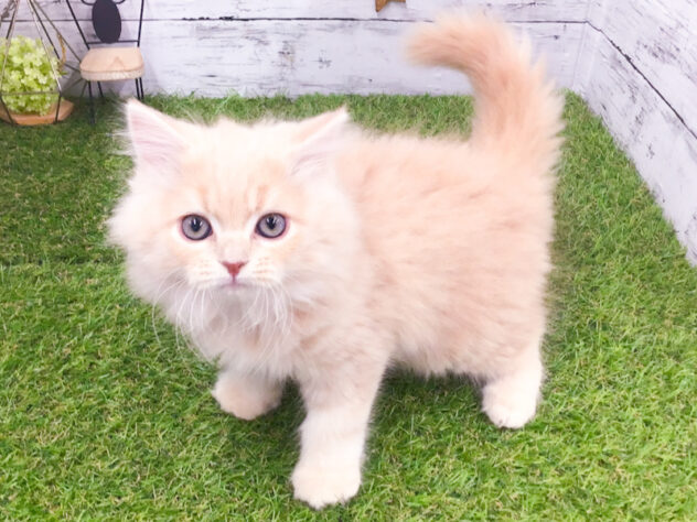 愛知県のスコティッシュフォールド (アミーゴ知立店/2025年10月31日生まれ/男の子/クリームタビーホワイト)の子猫の1枚目の画像