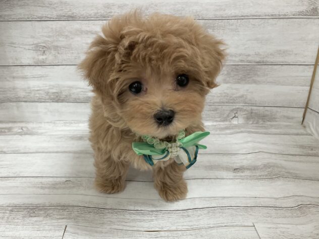 福島県のハーフ犬・ミックス犬 (アミーゴ小名浜店/2026年11月18日生まれ/男の子/アプリコット)の子犬の2枚目の画像