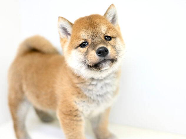 岡山県の豆柴 (アミーゴ大安寺店/2025年11月17日生まれ/男の子/赤)の子犬の2枚目の画像