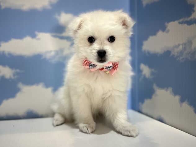 山形県の日本スピッツ (アミーゴ山形南店/2025年11月24日生まれ/女の子/白)の子犬