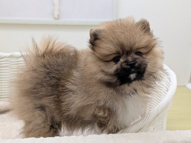 福島県のポメラニアン (アミーゴ会津若松店/2025年11月10日生まれ/男の子/オレンジセーブル)の子犬の2枚目の画像