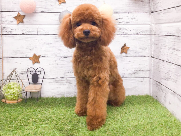 愛知県のトイプードル(トイ) (アミーゴ知立店/2025年7月9日生まれ/女の子/レッド)の子犬の1枚目の画像