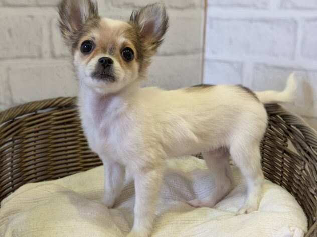 秋田県のチワワ(ロング) (アミーゴ秋田茨島店/2025年10月13日生まれ/女の子/パーティーカラー)の子犬