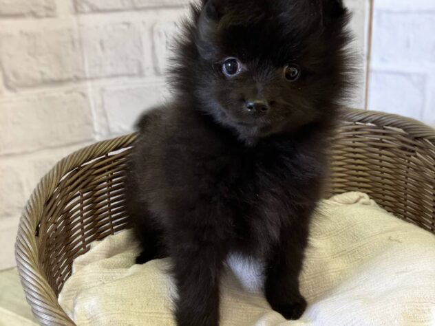 秋田県のポメラニアン (アミーゴ秋田茨島店/2025年11月10日生まれ/男の子/ブラック)の子犬