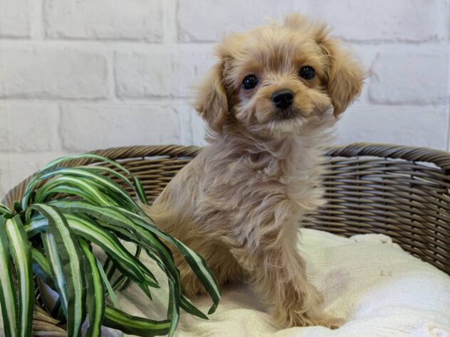 秋田県のハーフ犬・ミックス犬 (アミーゴ秋田茨島店/2025年11月7日生まれ/男の子/アプリコット)の子犬