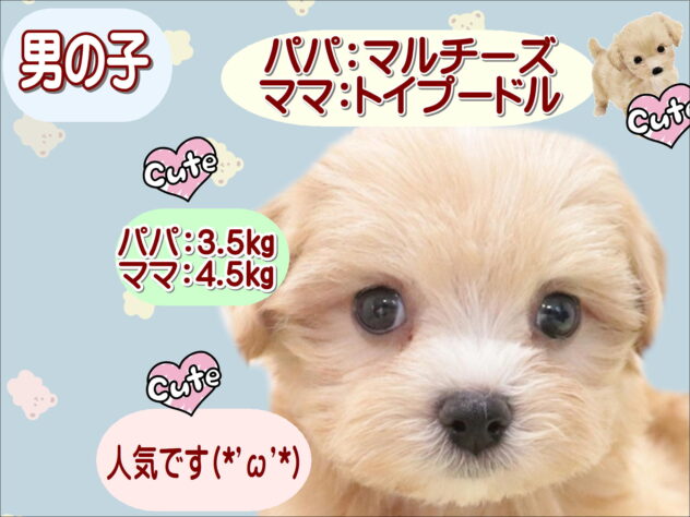 大阪府のハーフ犬・ミックス犬 (アミーゴ鳳店/2025年11月28日生まれ/男の子/アプリコット)の子犬の1枚目の画像