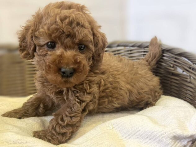 秋田県のトイプードル(トイ) (アミーゴ秋田茨島店/2025年11月18日生まれ/女の子/レッド)の子犬