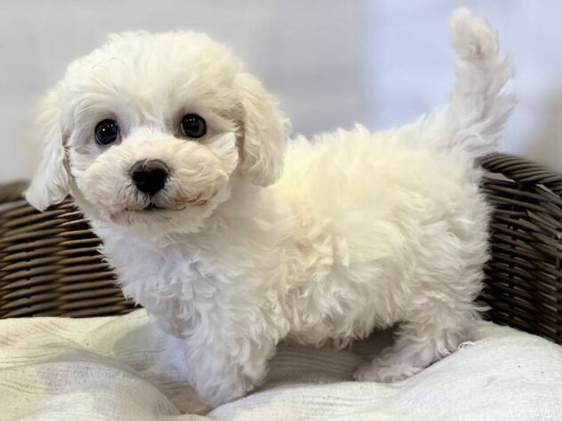 秋田県のビションフリーゼ (アミーゴ秋田茨島店/2025年11月16日生まれ/男の子/ホワイト)の子犬