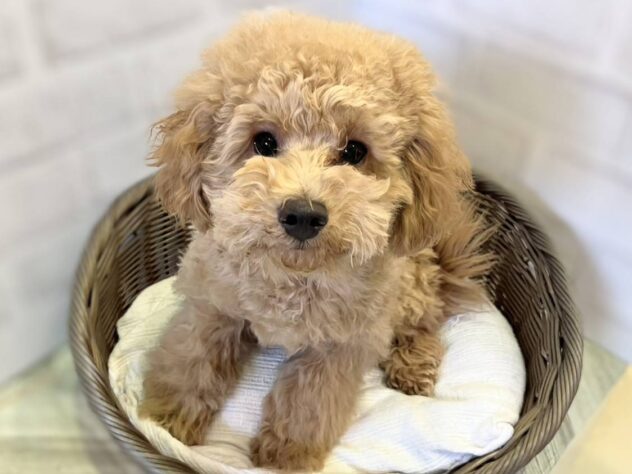 秋田県のトイプードル(トイ) (アミーゴ秋田茨島店/2025年8月10日生まれ/男の子/アプリコット)の子犬